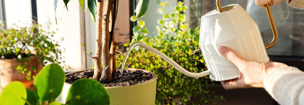 Person gießt Pflanze mit Gießkanne.